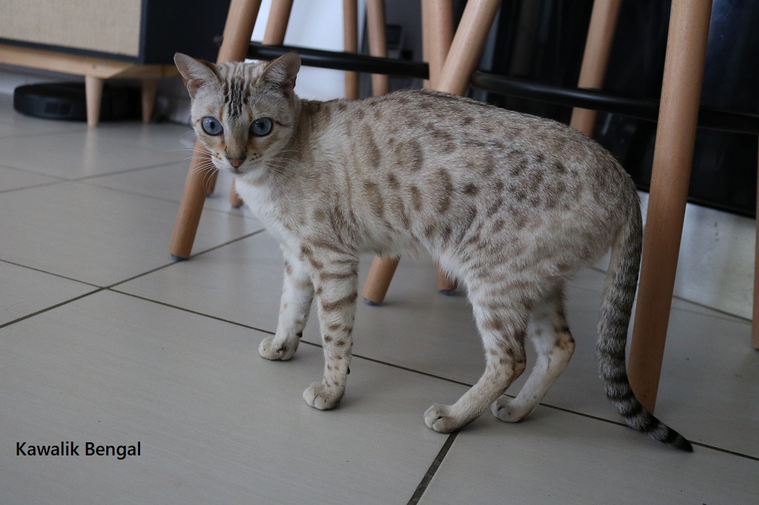 BENGAL EARLY GENERATION